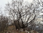 In CANTO ALTO (1146 m) da casa (Zogno, 310 m) ad anello (3mar21) - FOTOGALLERY